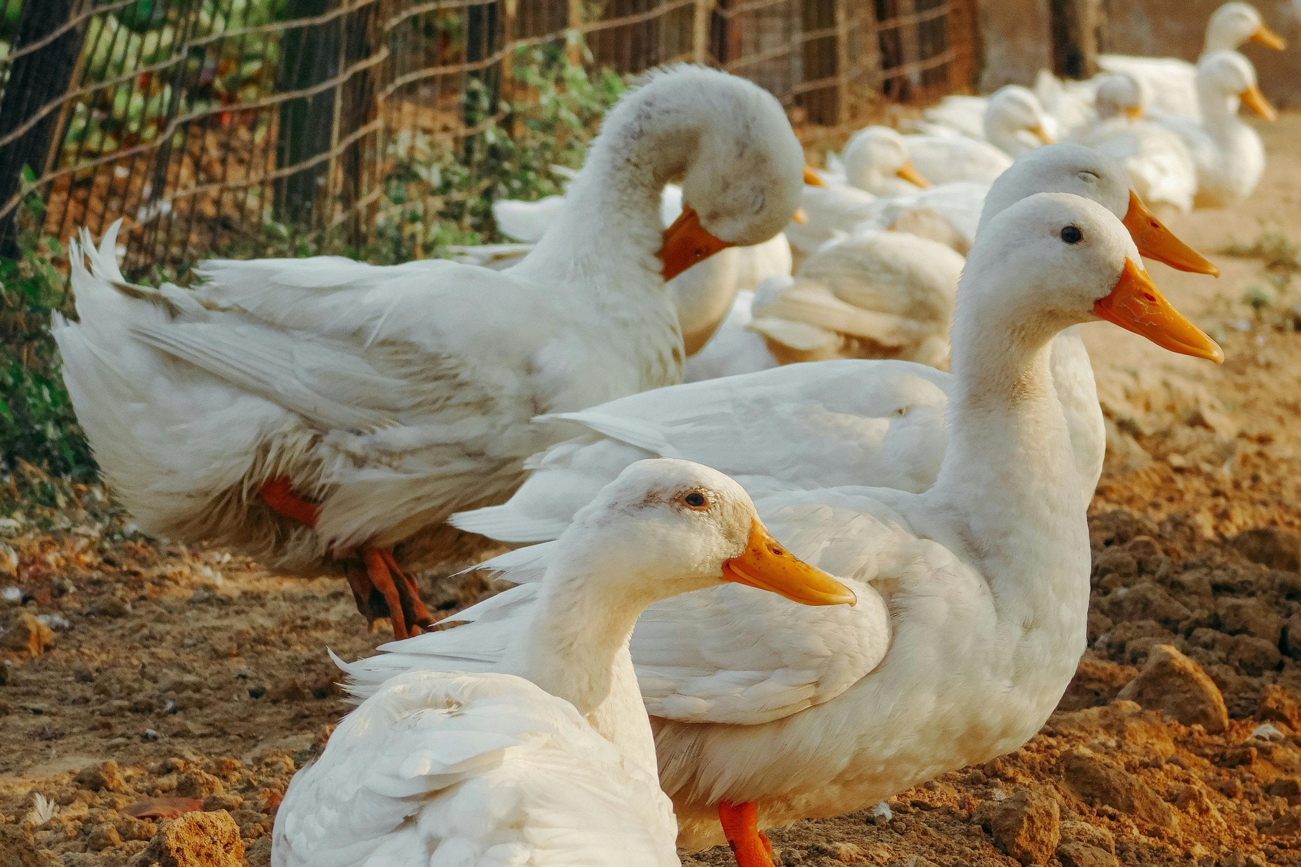 canard foie